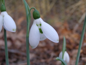 Galanthus elwesii 'Grumpy'